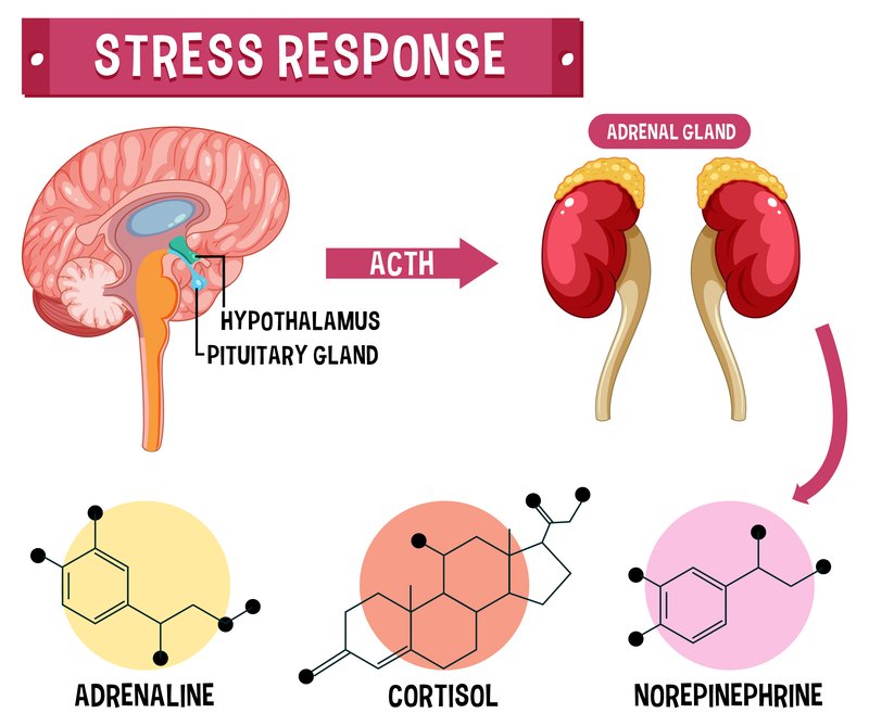 Concept image illustrating cortisol as a stress messenger with both adaptive and harmful effects.